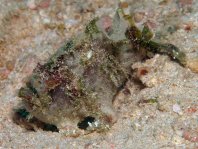 Marble-mouth frogfish - <em>Lophiocharon lithinostomus</em> - Marmor-Maul Anglerfisch