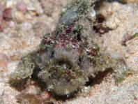 Lophiocharon lithinostomus (Marble-Mouthed Frogfish - Marmor-Maul Anglerfisch)