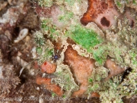 Lophiocharon lithinostomus (Marble-Mouthed Frogfish - Marmor-Maul Anglerfisch)