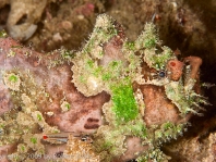 Lophiocharon lithinostomus (Marble-Mouthed Frogfish - Marmor-Maul Anglerfisch)