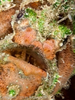 Lophiocharon lithinostomus (Marble-Mouthed Frogfish - Marmor-Maul Anglerfisch)