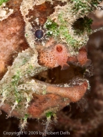 Lophiocharon lithinostomus (Marble-Mouthed Frogfish - Marmor-Maul Anglerfisch)