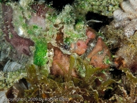 Lophiocharon lithinostomus (Marble-Mouthed Frogfish - Marmor-Maul Anglerfisch)