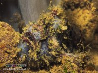 Lophiocharon lithinostomus (Marble-Mouthed Frogfish - Marmor-Maul Anglerfisch)