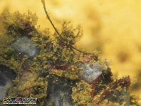 Lophiocharon lithinostomus (Marble-Mouthed Frogfish - Marmor-Maul Anglerfisch)