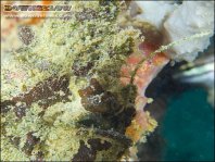 Lophiocharon lithinostomus (Marble-Mouthed Frogfish - Marmor-Maul Anglerfisch)