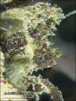 Lophiocharon lithinostomus (Marble-Mouthed Frogfish - Marmor-Maul Anglerfisch)