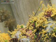 Lophiocharon lithinostomus (Marble-Mouthed Frogfish - Marmor-Maul Anglerfisch)