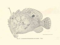 Lophiocharon lithinostomus (Marble-Mouthed Frogfish - Marmor-Maul Anglerfisch)