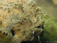 Lophiocharon trisignatus (Three-Spot Frogfish, Spotted-Tail Frogfish - 