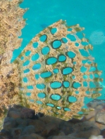 Lophiocharon trisignatus (Three-Spot Frogfish, Spotted-Tail Frogfish - 