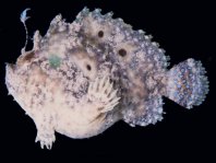 Lophiocharon trisignatus (Three-Spot Frogfish, Spotted-Tail Frogfish - 