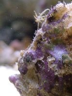 Lophiocharon trisignatus (Three-Spot Frogfish, Spotted-Tail Frogfish - 