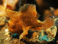 Lembeh Frogfish (Ocellated Frogfish) before Antennatus sp. - Nudiantennarius subteres - Lembeh Anglerfisch (Ocellus Anglerfisch) ehemalig Antennatus sp.