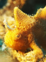 Lembeh Frogfish (Ocellated Frogfish) before Antennatus sp. - Nudiantennarius subteres - Lembeh Anglerfisch (Ocellus Anglerfisch) ehemalig Antennatus sp.