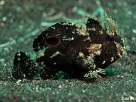 Lembeh Frogfish (Ocellated Frogfish) before Antennatus sp. - Nudiantennarius subteres - Lembeh Anglerfisch (Ocellus Anglerfisch) ehemalig Antennatus sp.