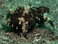 Lembeh Frogfish (Ocellated Frogfish) before Antennatus sp. - Nudiantennarius subteres - Lembeh Anglerfisch (Ocellus Anglerfisch) ehemalig Antennatus sp.