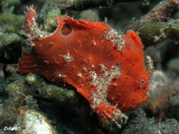 Lembeh Frogfish (Ocellated Frogfish) before Antennatus sp. - Nudiantennarius subteres - Lembeh Anglerfisch (Ocellus Anglerfisch) ehemalig Antennatus sp.