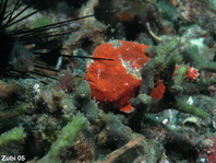 Lembeh Frogfish (Ocellated Frogfish) before Antennatus sp. - Nudiantennarius subteres - Lembeh Anglerfisch (Ocellus Anglerfisch) ehemalig Antennatus sp.