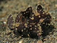 Lembeh Frogfish (Ocellated Frogfish) before Antennatus sp. - Nudiantennarius subteres - Lembeh Anglerfisch (Ocellus Anglerfisch) ehemalig Antennatus sp.