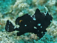 Lembeh Frogfish (Ocellated Frogfish) before Antennatus sp. - Nudiantennarius subteres - Lembeh Anglerfisch (Ocellus Anglerfisch) ehemalig Antennatus sp.