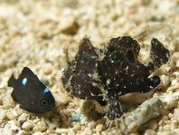 Lembeh Frogfish (Ocellated Frogfish) before Antennatus sp. - Nudiantennarius subteres - Lembeh Anglerfisch (Ocellus Anglerfisch) ehemalig Antennatus sp.