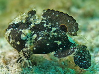 Lembeh Frogfish (Ocellated Frogfish) before Antennatus sp. - Nudiantennarius subteres - Lembeh Anglerfisch (Ocellus Anglerfisch) ehemalig Antennatus sp.