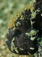 Lembeh Frogfish (Ocellated Frogfish) before Antennatus sp. - Nudiantennarius subteres - Lembeh Anglerfisch (Ocellus Anglerfisch) ehemalig Antennatus sp.