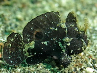 Lembeh Frogfish (Ocellated Frogfish) before Antennatus sp. - Nudiantennarius subteres - Lembeh Anglerfisch (Ocellus Anglerfisch) ehemalig Antennatus sp.