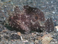 Lembeh Frogfish (Ocellated Frogfish) before Antennatus sp. - Nudiantennarius subteres - Lembeh Anglerfisch (Ocellus Anglerfisch) ehemalig Antennatus sp.