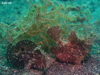 Lembeh Frogfish (Ocellated Frogfish) before Antennatus sp. - Nudiantennarius subteres - Lembeh Anglerfisch (Ocellus Anglerfisch) ehemalig Antennatus sp.