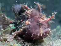 Lembeh Frogfish (Ocellated Frogfish) before Antennatus sp. - Nudiantennarius subteres - Lembeh Anglerfisch (Ocellus Anglerfisch) ehemalig Antennatus sp.