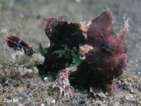 Lembeh Frogfish (Ocellated Frogfish) before Antennatus sp. - Nudiantennarius subteres - Lembeh Anglerfisch (Ocellus Anglerfisch) ehemalig Antennatus sp.