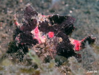 Lembeh Frogfish (Ocellated Frogfish) before Antennatus sp. - Nudiantennarius subteres - Lembeh Anglerfisch (Ocellus Anglerfisch) ehemalig Antennatus sp.