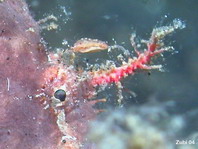 Lembeh Frogfish - Nudiantennarius subteres - Lembeh Anglerfisch