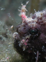 Lembeh Frogfish (Ocellated Frogfish) before Antennatus sp. - Nudiantennarius subteres - Lembeh Anglerfisch (Ocellus Anglerfisch) ehemalig Antennatus sp.