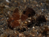 Lembeh Frogfish (Ocellated Frogfish) before Antennatus sp. - Nudiantennarius subteres - Lembeh Anglerfisch (Ocellus Anglerfisch) ehemalig Antennatus sp.