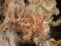 Lembeh Frogfish (Ocellated Frogfish) before Antennatus sp. - Nudiantennarius subteres - Lembeh Anglerfisch (Ocellus Anglerfisch) ehemalig Antennatus sp.