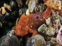 Lembeh Frogfish (Ocellated Frogfish) before Antennatus sp. - Nudiantennarius subteres - Lembeh Anglerfisch (Ocellus Anglerfisch) ehemalig Antennatus sp.