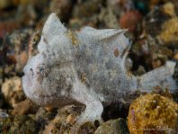 Lembeh Frogfish (Ocellated Frogfish) before Antennatus sp. - Nudiantennarius subteres - Lembeh Anglerfisch (Ocellus Anglerfisch) ehemalig Antennatus sp.