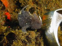 Lembeh Frogfish (Ocellated Frogfish) before Antennatus sp. - Nudiantennarius subteres - Lembeh Anglerfisch (Ocellus Anglerfisch) ehemalig Antennatus sp.