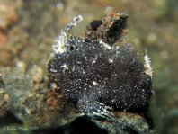 Lembeh Frogfish (Ocellated Frogfish) before Antennatus sp. - Nudiantennarius subteres - Lembeh Anglerfisch (Ocellus Anglerfisch) ehemalig Antennatus sp.