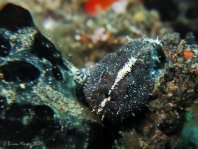 Lembeh Frogfish - Antennarius sp - Lembeh Anglerfisch