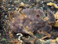 Lembeh Frogfish (Ocellated Frogfish) before Antennatus sp. - Nudiantennarius subteres - Lembeh Anglerfisch (Ocellus Anglerfisch) ehemalig Antennatus sp.