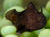 Lembeh Frogfish (Ocellated Frogfish) before Antennatus sp. - Nudiantennarius subteres - Lembeh Anglerfisch (Ocellus Anglerfisch) ehemalig Antennatus sp.