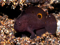 Lembeh Frogfish (Ocellated Frogfish) before Antennatus sp. - Nudiantennarius subteres - Lembeh Anglerfisch (Ocellus Anglerfisch) ehemalig Antennatus sp.