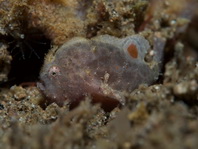 Lembeh Frogfish (Ocellated Frogfish) before Antennatus sp. - Nudiantennarius subteres - Lembeh Anglerfisch (Ocellus Anglerfisch) ehemalig Antennatus sp.