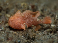 Lembeh Frogfish (Ocellated Frogfish) before Antennatus sp. - Nudiantennarius subteres - Lembeh Anglerfisch (Ocellus Anglerfisch) ehemalig Antennatus sp.