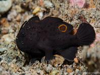 Lembeh Frogfish (Ocellated Frogfish) before Antennatus sp. - Nudiantennarius subteres - Lembeh Anglerfisch (Ocellus Anglerfisch) ehemalig Antennatus sp.