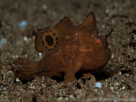 Lembeh Frogfish (Ocellated Frogfish) before Antennatus sp. - Nudiantennarius subteres - Lembeh Anglerfisch (Ocellus Anglerfisch) ehemalig Antennatus sp.